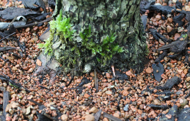 rhizotonic bonsai roots